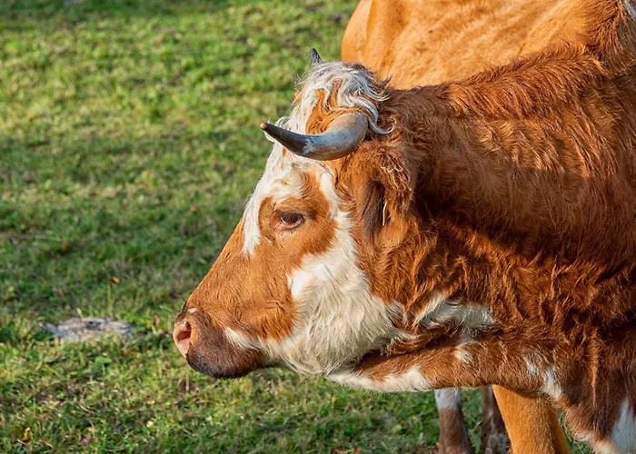 Alloggio per agriturismo Straganzhof *