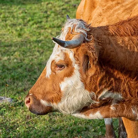 Feriegård Straganzhof *